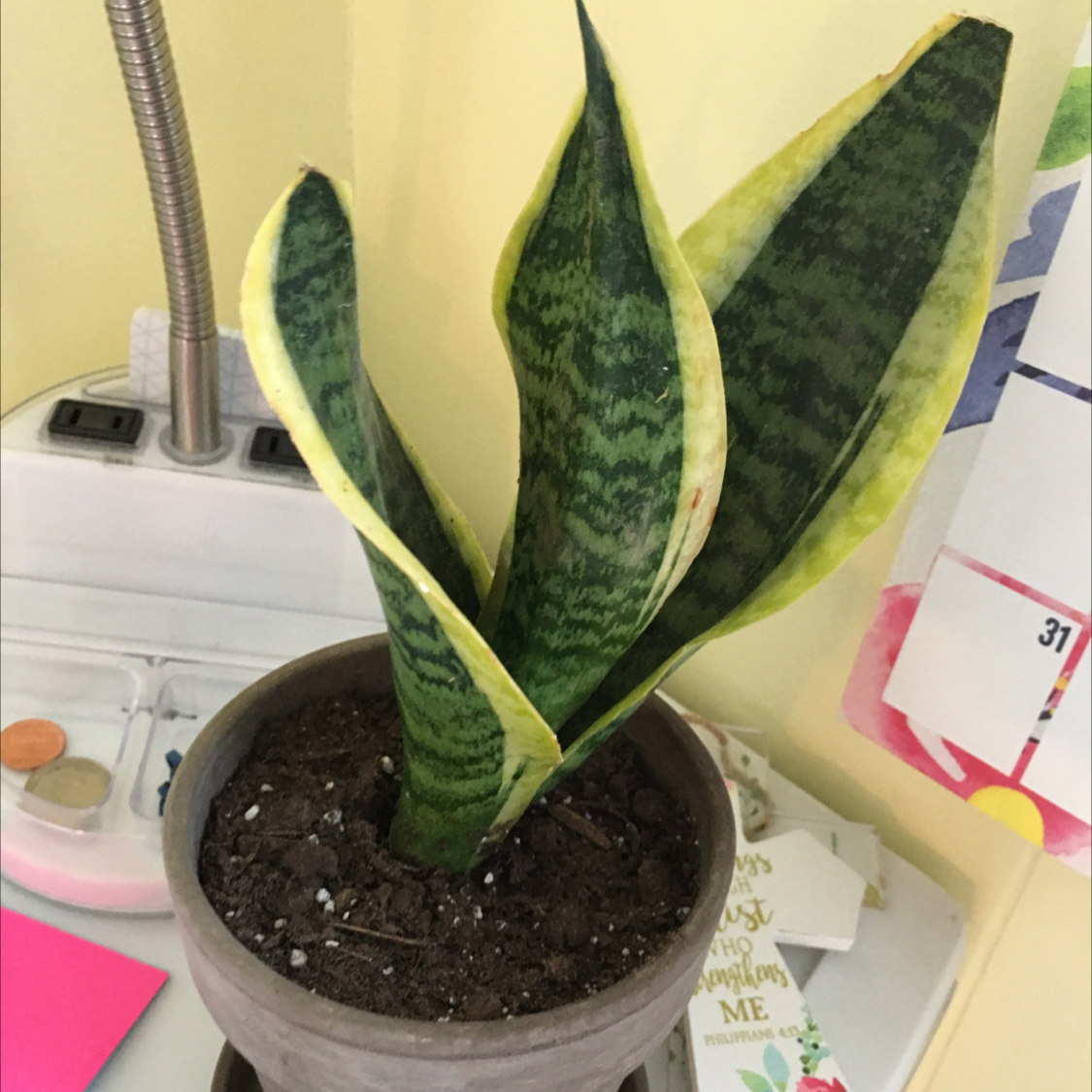 Snake Plant plant photo by @troby88 named Snaki Boi on Greg, the plant care app.