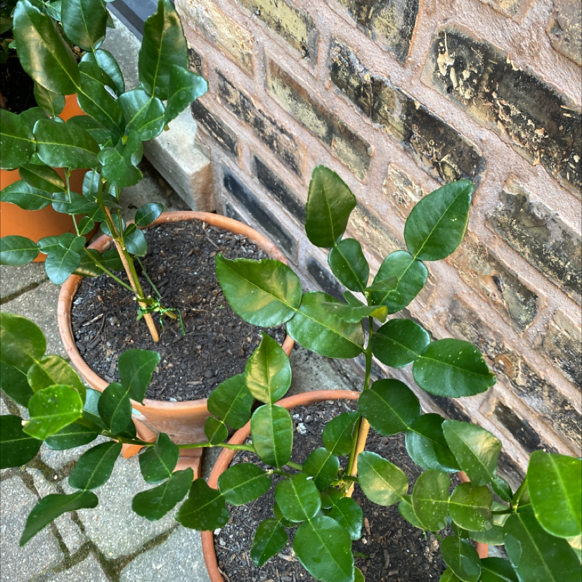 Two healthy Makrut Lime plants in pots against a brick wall.