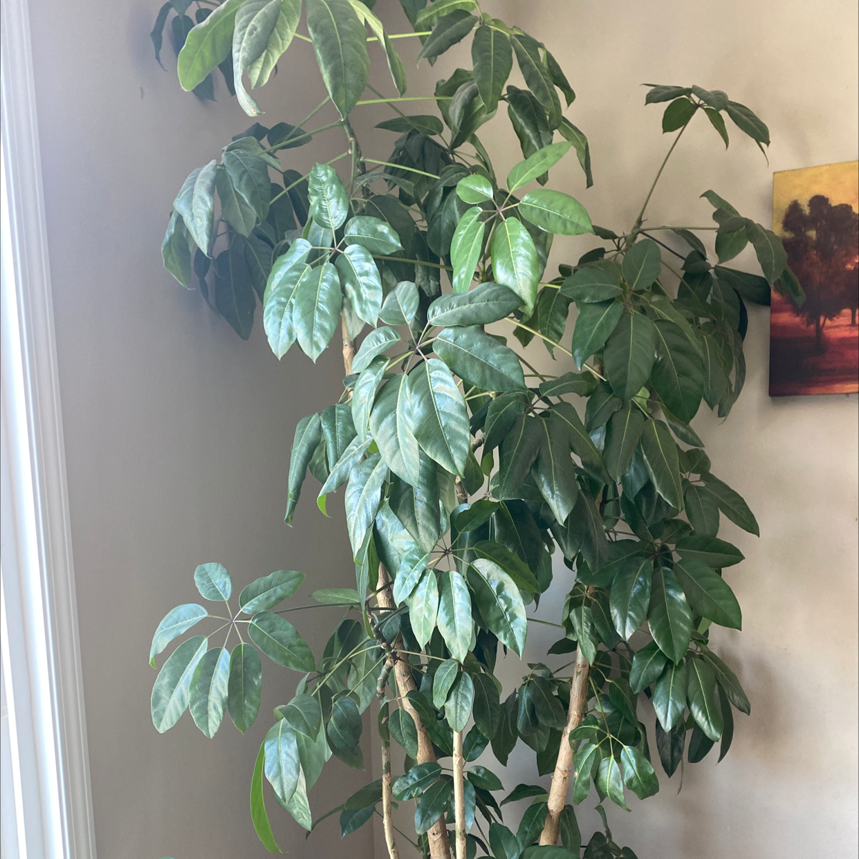 Umbrella Tree plant photo by Alicia named Granny on Greg, the plant care app.