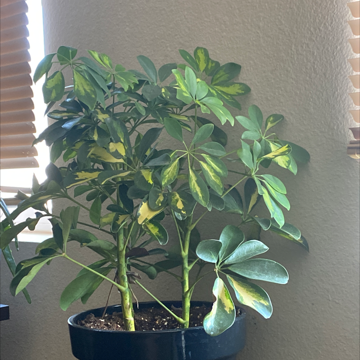 Dwarf Umbrella Tree plant photo by Alicia named Pretty on Greg, the plant care app.