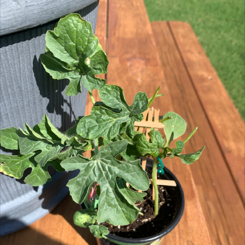 Young watermelon plant in a small pot with healthy green leaves.