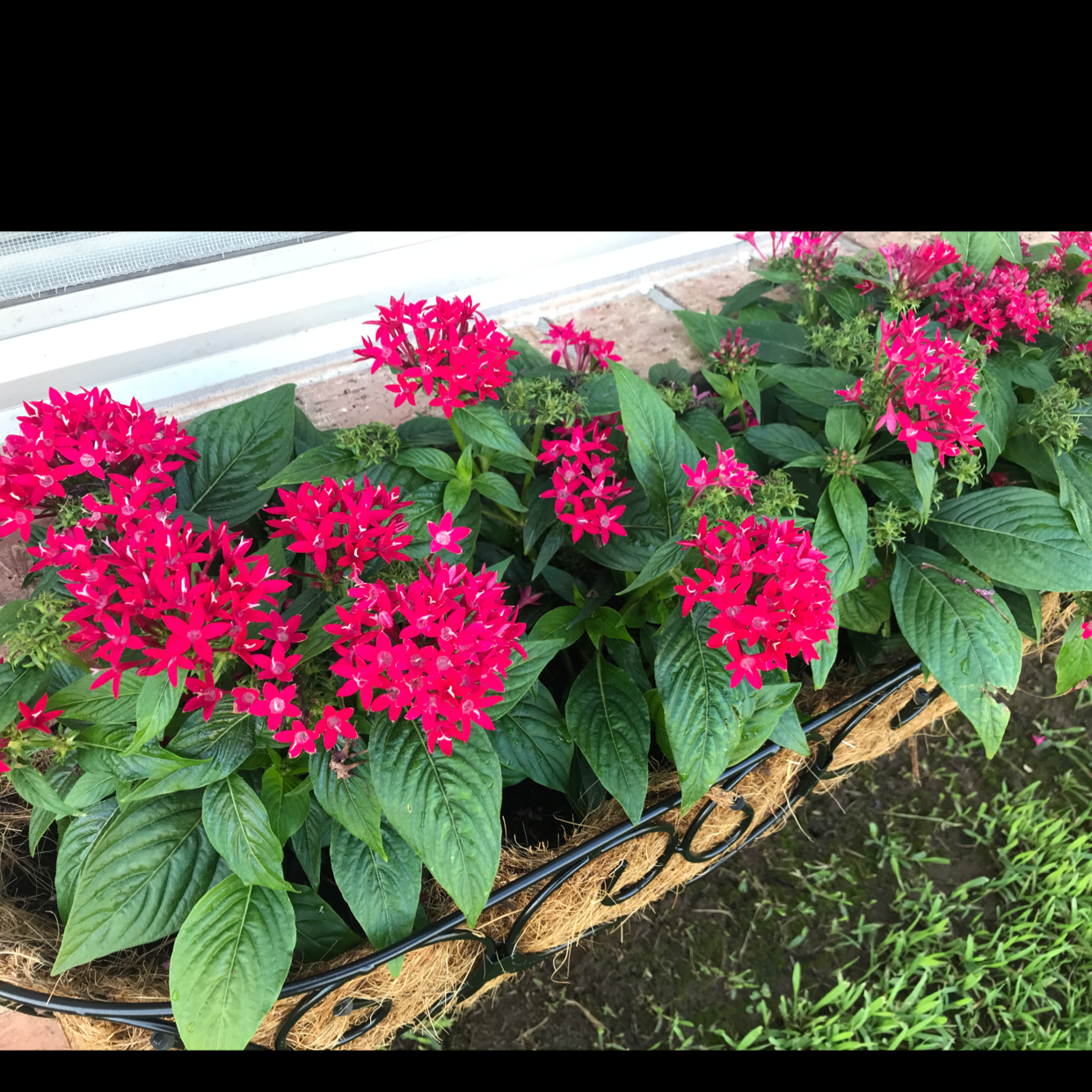 Vibrant red Egyptian Starcluster flowers in a planter with healthy green leaves.