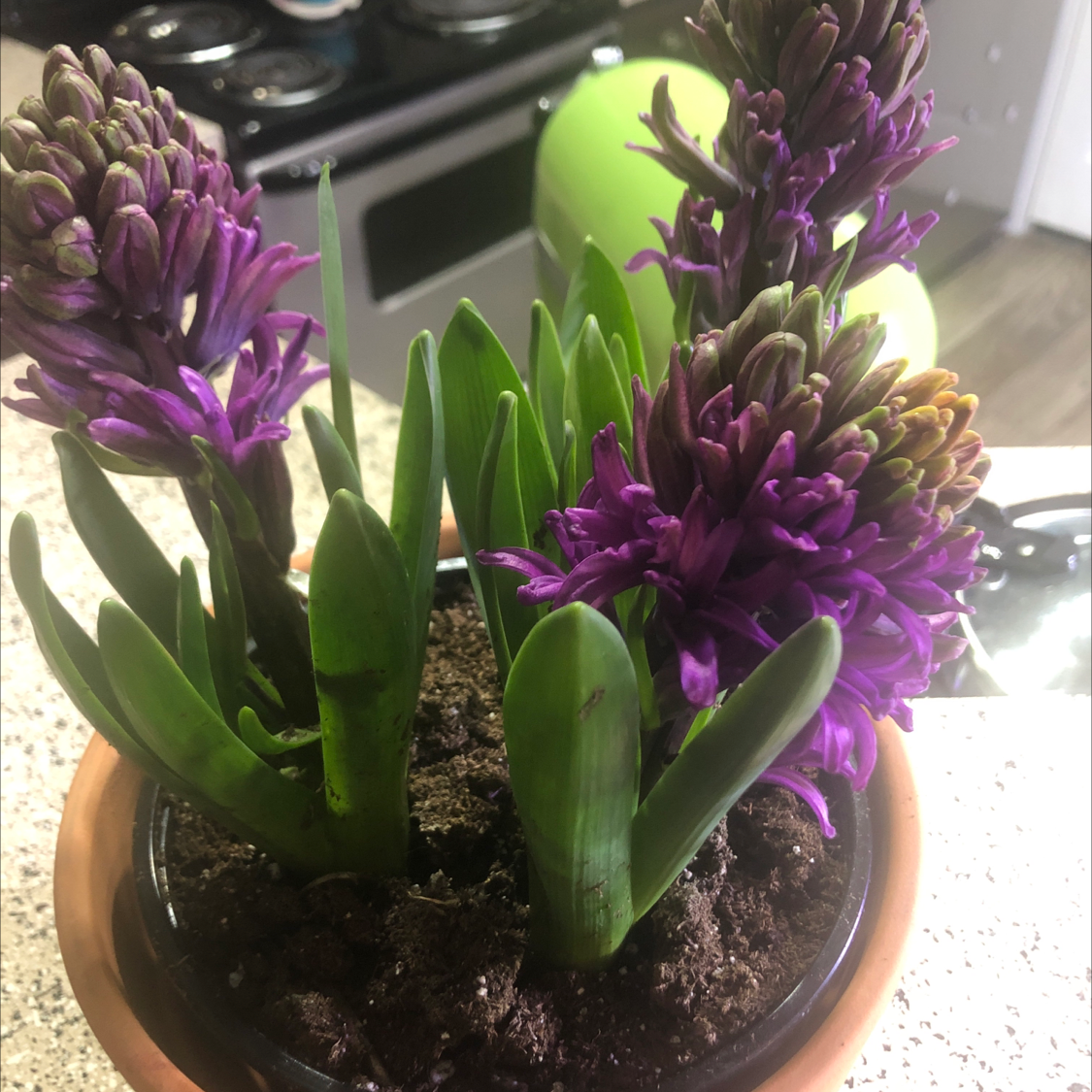 Photo of the plant species Garden Hyacinth by @InvalidTEA named Terra on Greg, the plant care app
