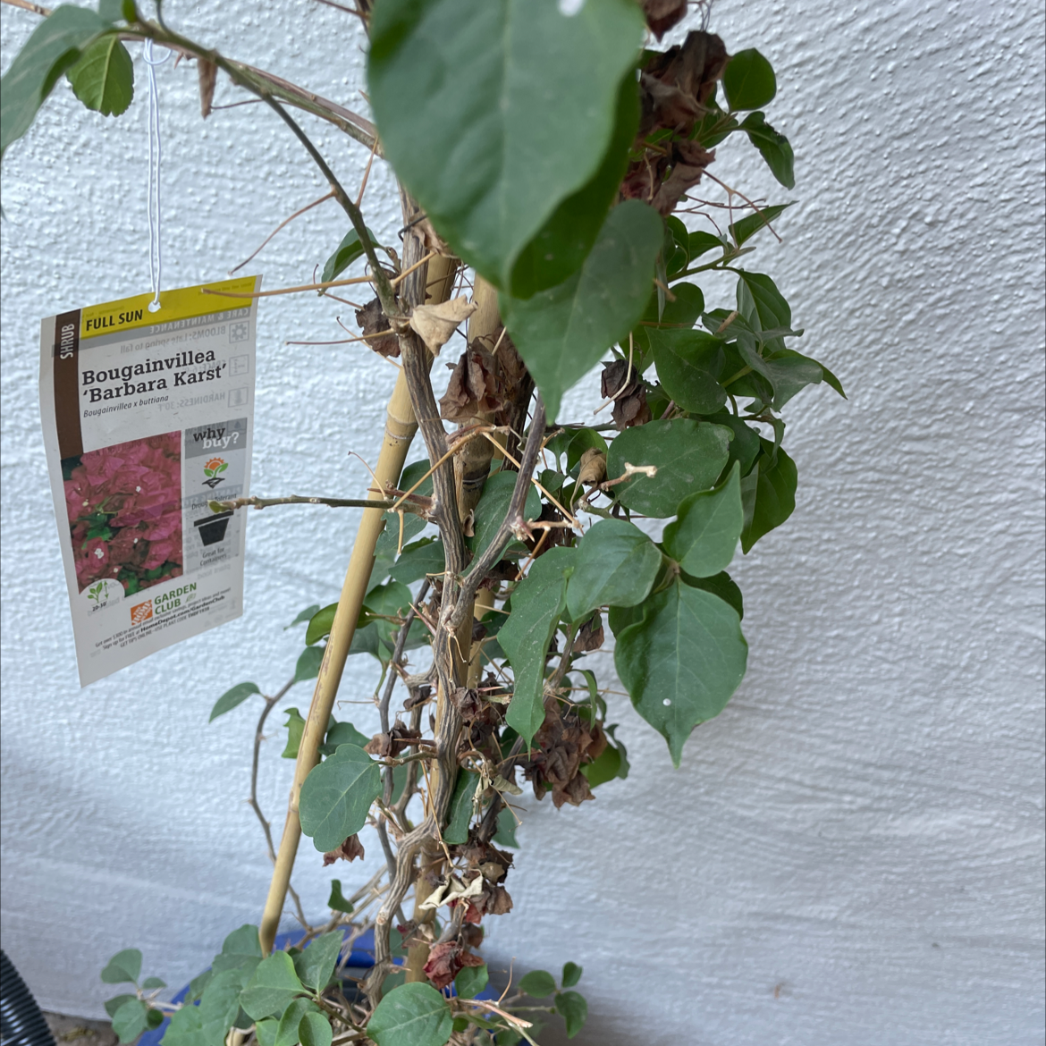 💧 Why Are My Bougainvillea Leaves Droopy?