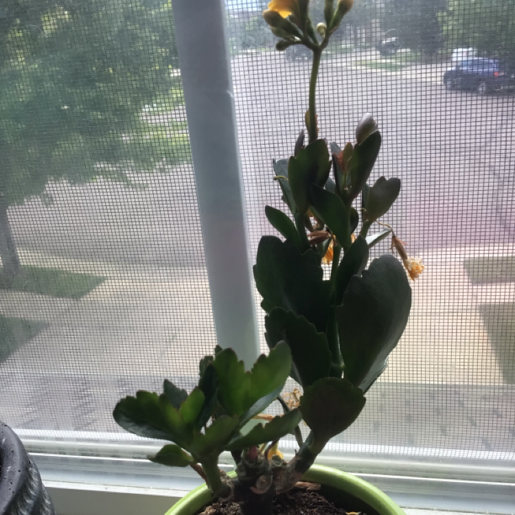 Florist Kalanchoe plant photo by Talise named Sunny on Greg, the plant care app.