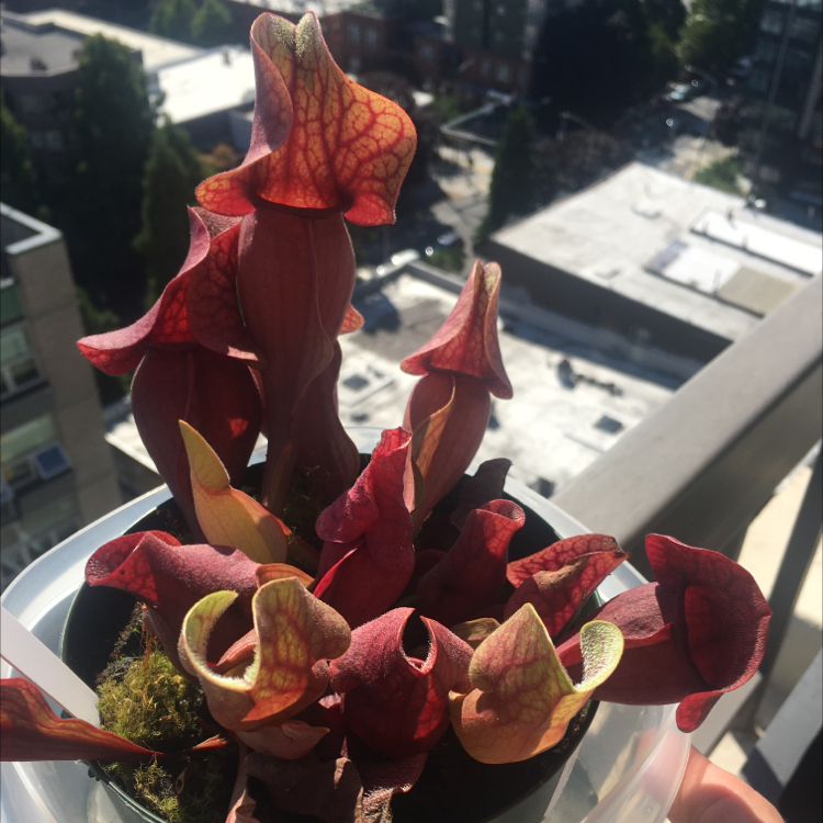 Purple Pitcher Plant with vibrant pitchers in an outdoor setting.