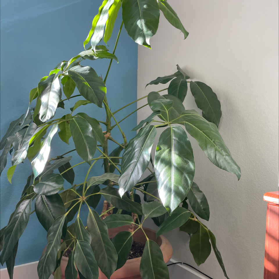 Healthy Umbrella Tree plant with lush green foliage in a white pot, well-framed against a blue wall.