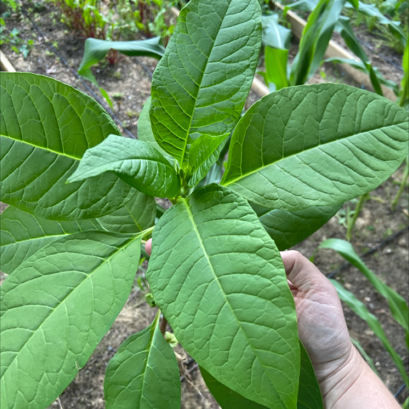 Healthy American Pokeweed plant with large green leaves and visible soil.