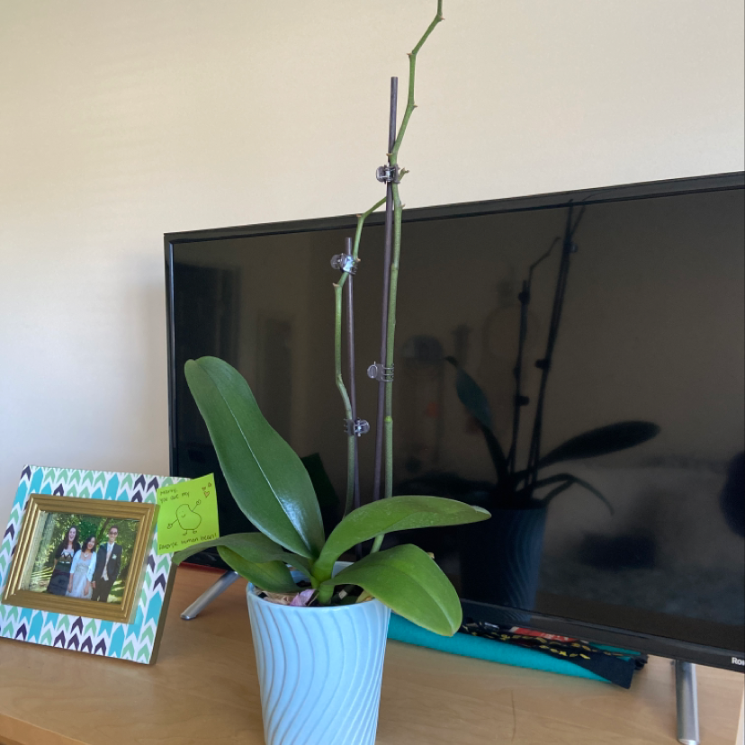 A healthy potted plant with broad green leaves and a tall stem supported by a stake.