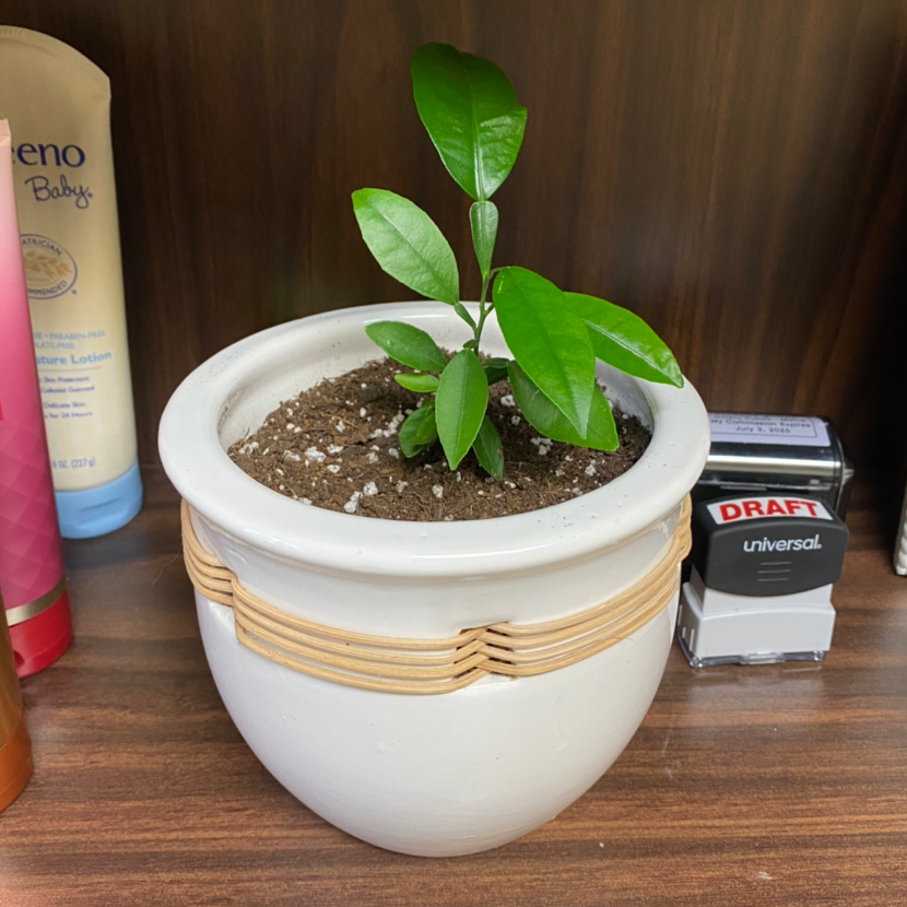 🍋 Why Are My Meyer Lemon Tree Leaves Droopy?