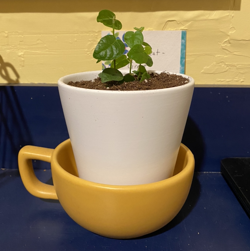 A healthy young Creeping Fig plant with vibrant green heart-shaped leaves, in a white ceramic pot on a blue surface.