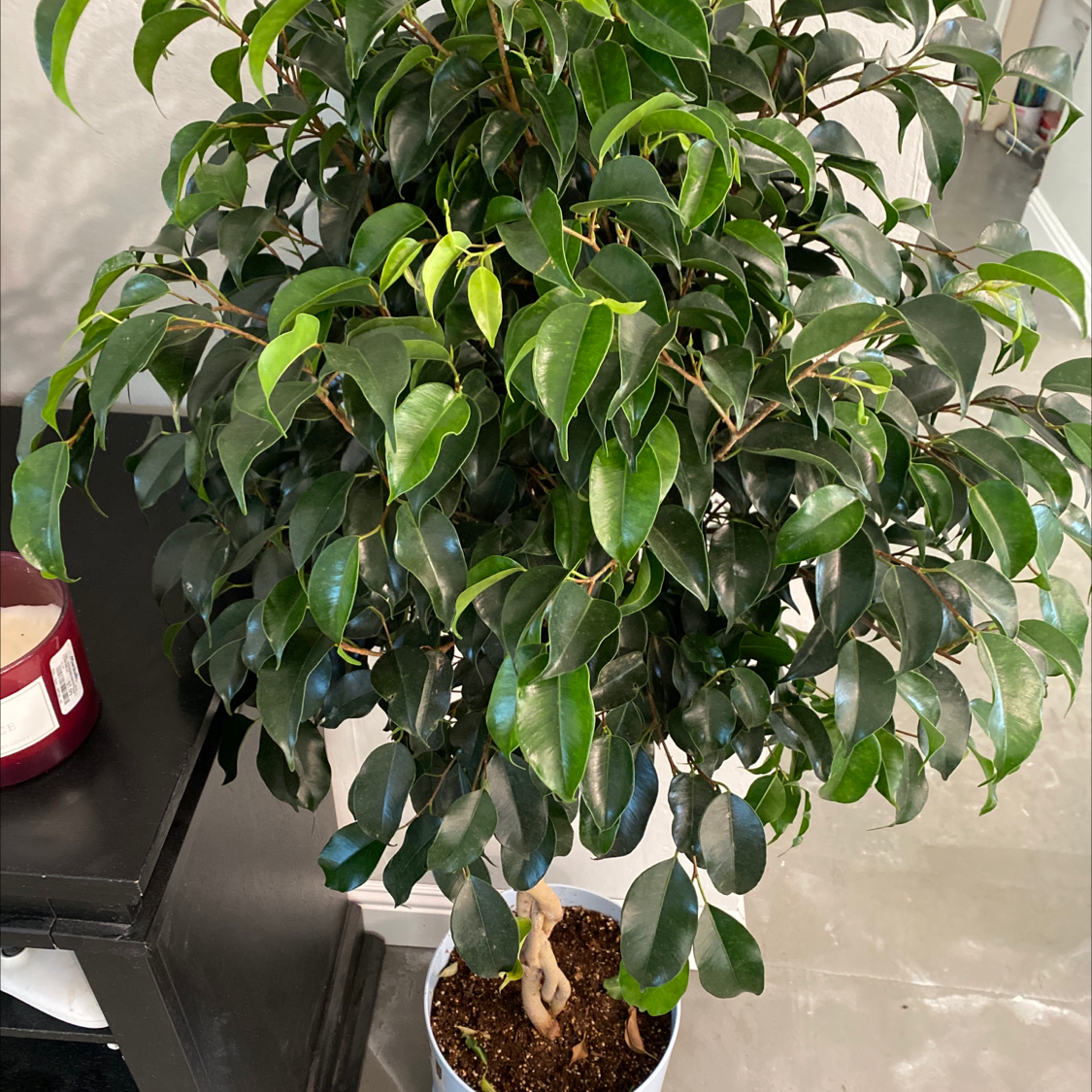 A healthy, lush Weeping Fig plant with glossy green leaves, potted in a black container, gently touched by a human hand.