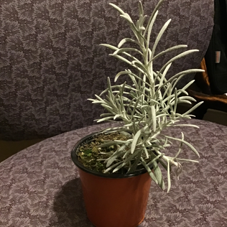 Photo of the plant species Italian Strawflower by @allyy_noel named Your plant on Greg, the plant care app