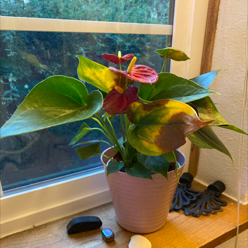 Painter's Palette plant photo by @ariawhatstheirface named Picasso on Greg, the plant care app.