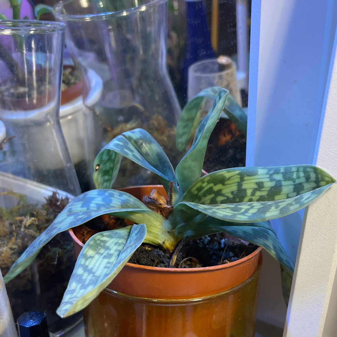 Photo of the plant species Paphiopedilum 'Maudiae Femma' by Majid named Your plant on Greg, the plant care app