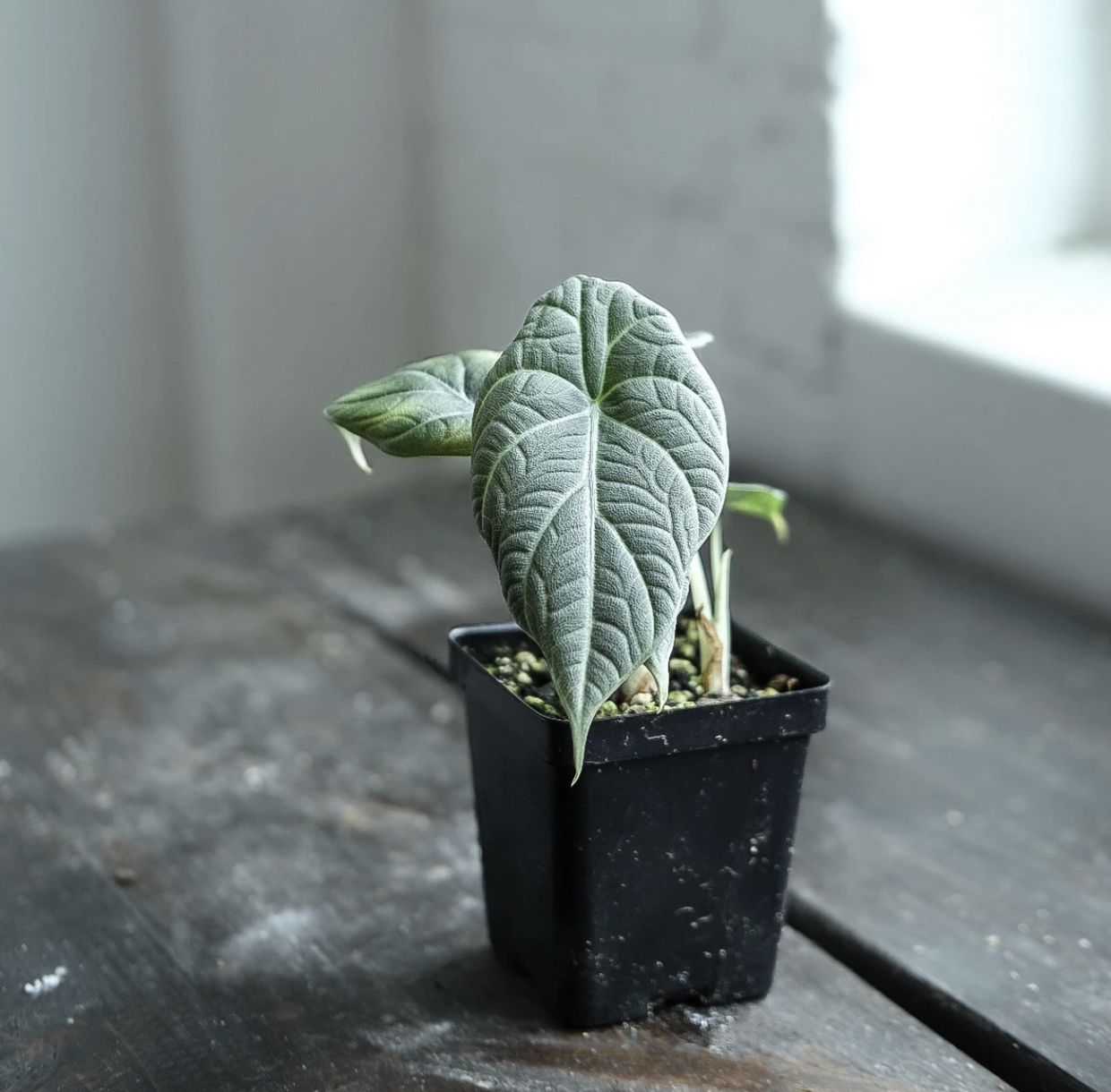 Alocasia 'Maharani' plant in a black pot on a wooden surface.