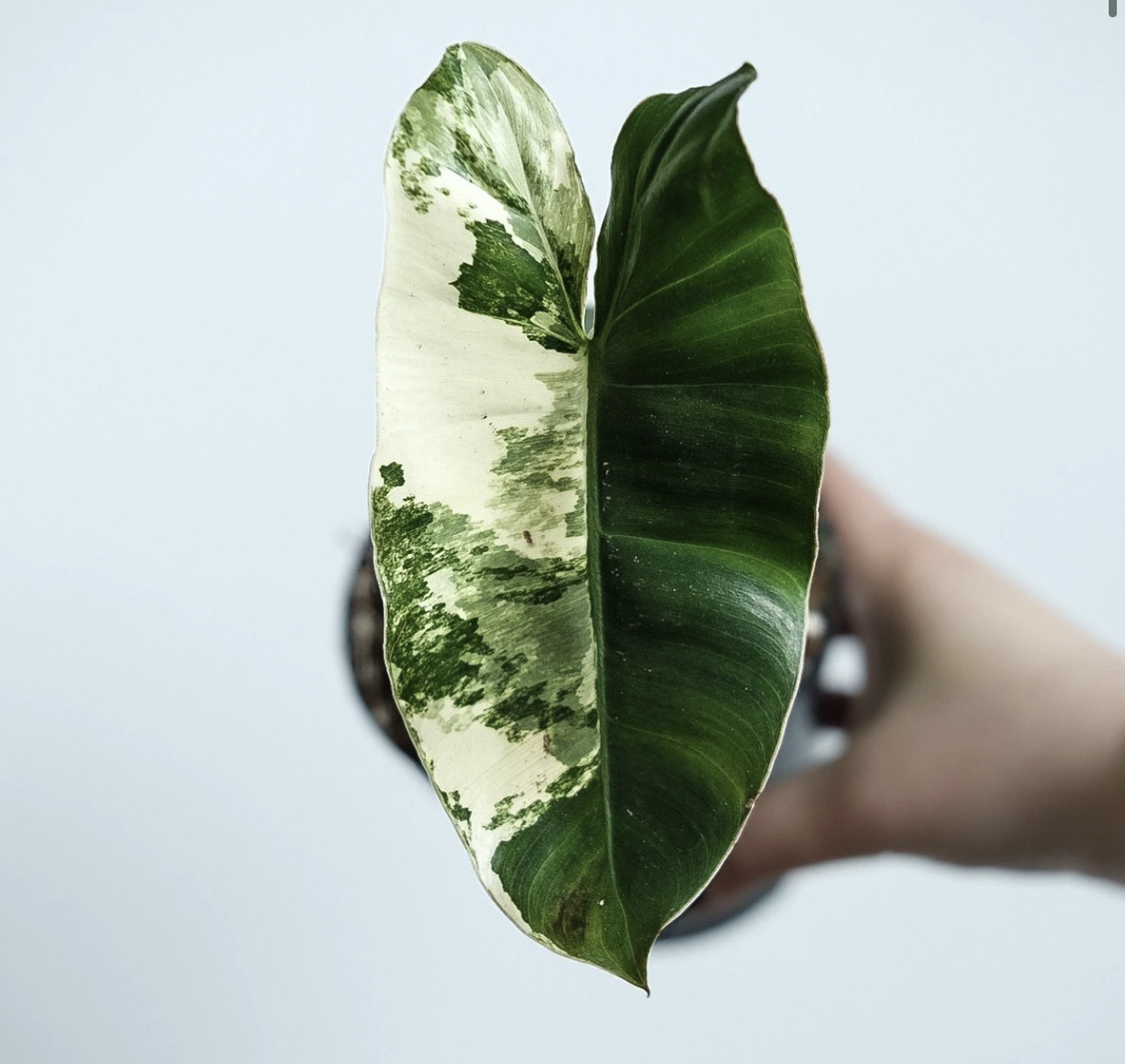 Photo of the plant species Burle Marx Variegata by Cassandra named Burle Marx Variegata on Greg, the plant care app