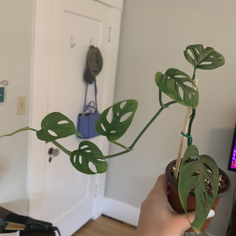 A hand holding a Monstera deliciosa plant with large green leaves that have natural holes and splits. A couple leaves show slight yellowing.