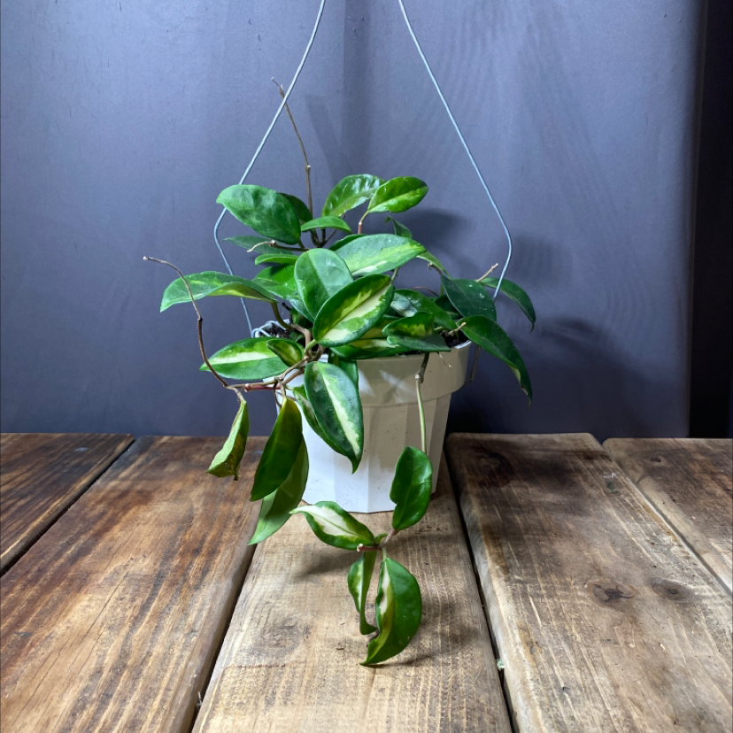Hoya Carnosa Tricolor plant in a white hanging pot on a wooden surface.