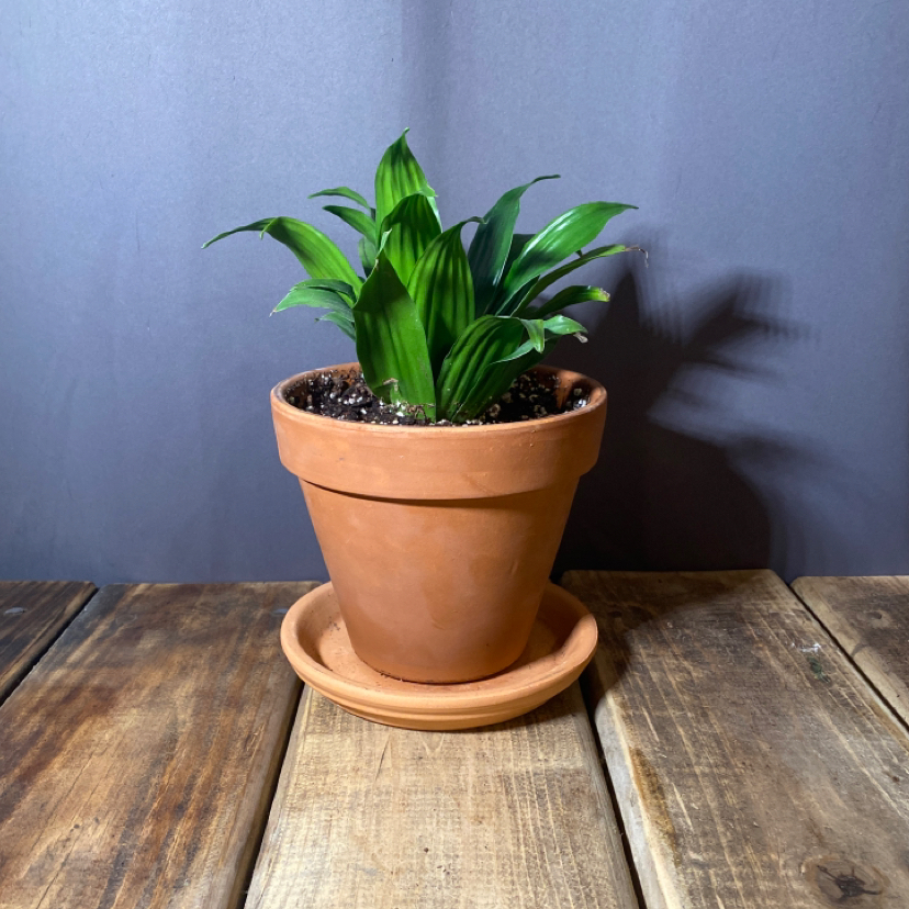 Dracaena 'Janet Craig Compacta' plant in a terracotta pot on a wooden surface.
