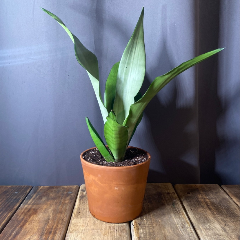 Silver Snake Plant in a terracotta pot on a wooden surface, appearing healthy.