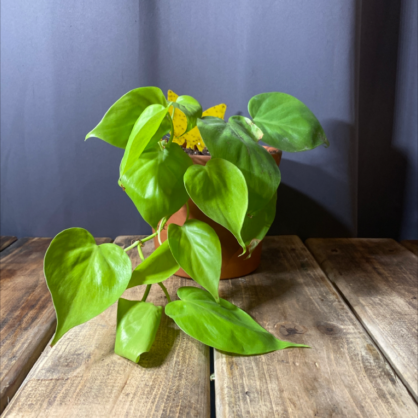 Philodendron Lemon Lime plant in a pot on a wooden surface, healthy green leaves.