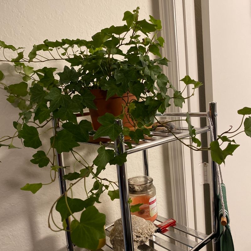 Healthy English Ivy plant with lush green foliage growing on a wire trellis in front of a window.