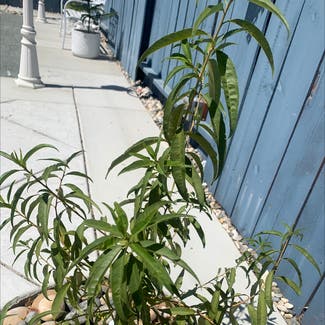 Peach Tree plant in Antioch, California
