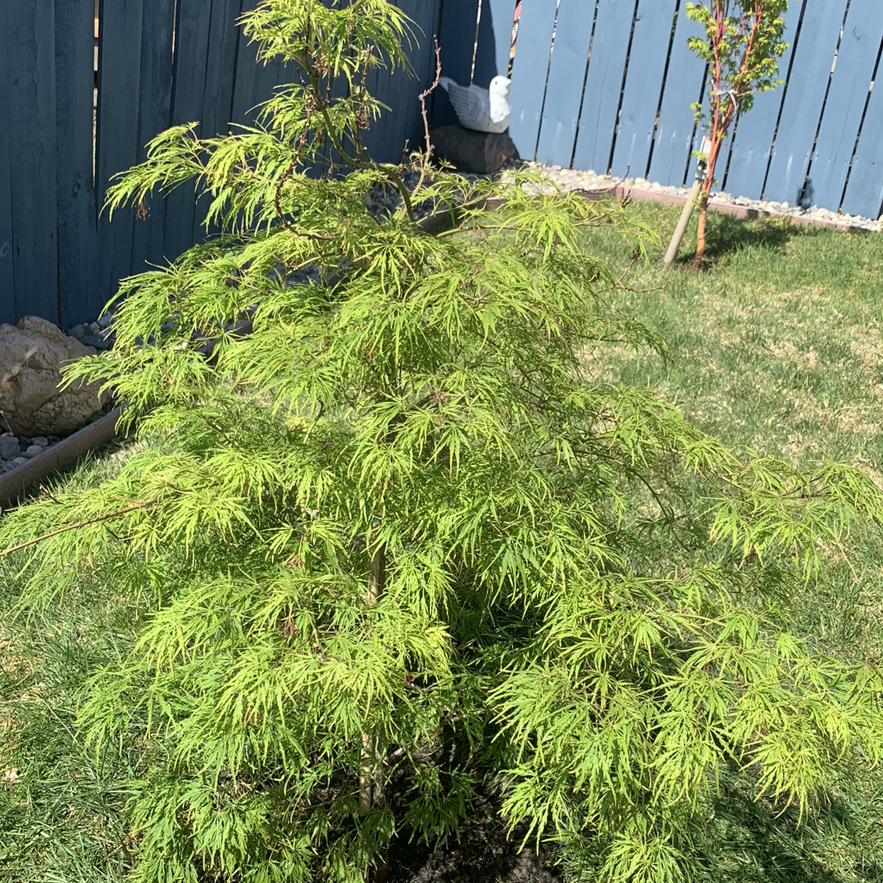 Photo of the plant species Japanese Maple by Flor named Wall-E on Greg, the plant care app