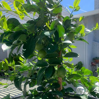 pomelo plant in Antioch, California