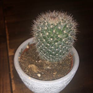 Simpson Hedgehog Cactus plant photo by @nayalin named lennon<3 on Greg, the plant care app.