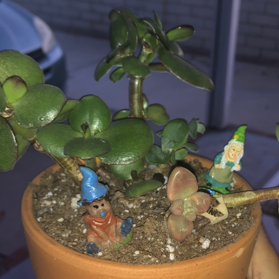 Lucky Plant plant photo by @nayalin named jerry!! on Greg, the plant care app.