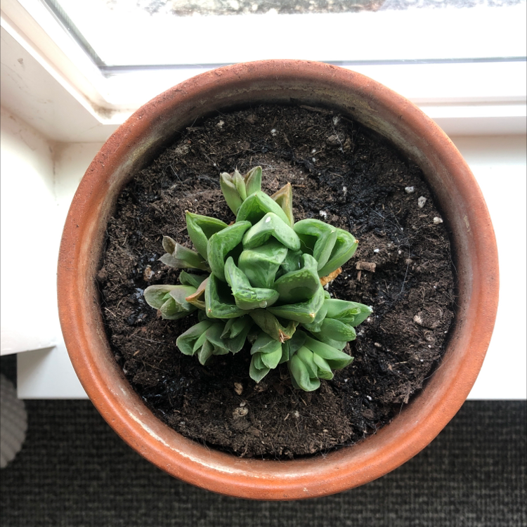 Potted Cathedral Window Haworthia plant near a window with visible soil.