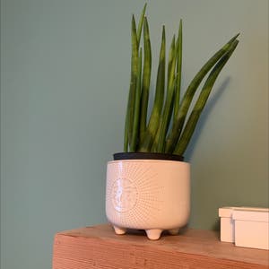 Cylindrical Snake Plant plant photo by @ImAPlant1o named Cheadle on Greg, the plant care app.
