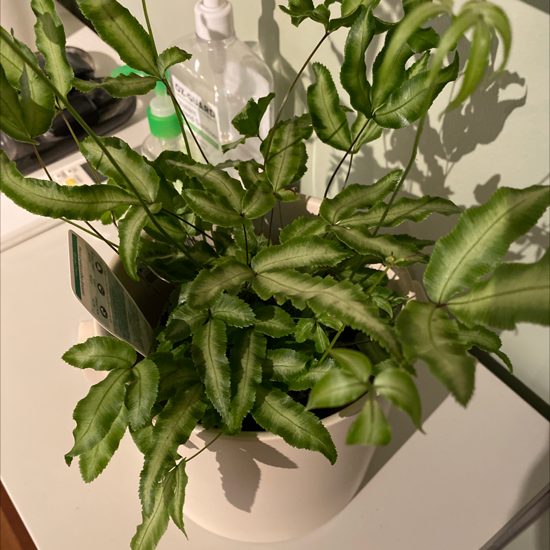 Healthy Cretan Brake plant in a white pot with green leaves.