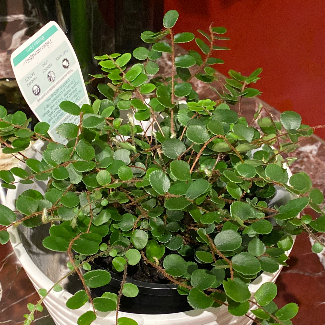 Healthy Pellaea rotundifolia plant in a white pot with a care tag.