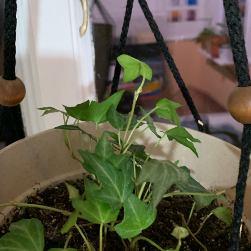 English Ivy plant photo by Ella named english ivy on Greg, the plant care app.