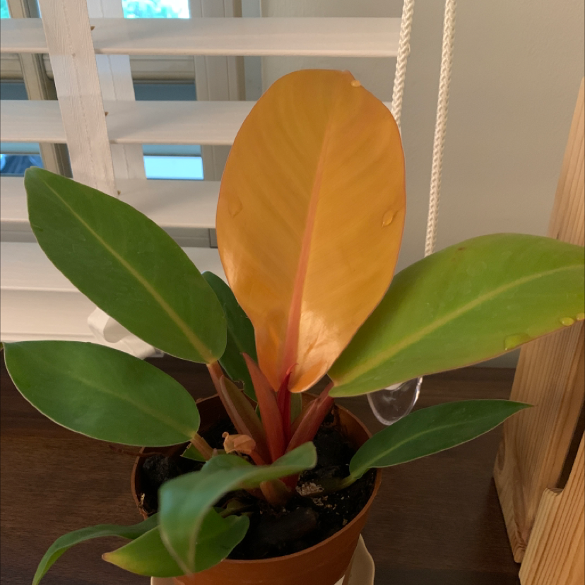 Philodendron 'Red Congo' plant with green and one yellow leaf in a pot near a window.
