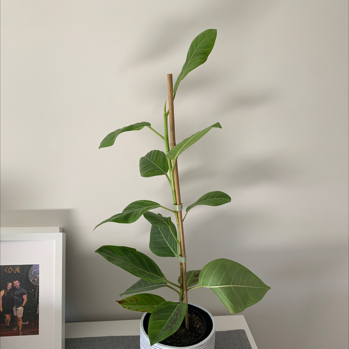 A healthy young Florida Strangler Fig plant supported by a stake in a pot.