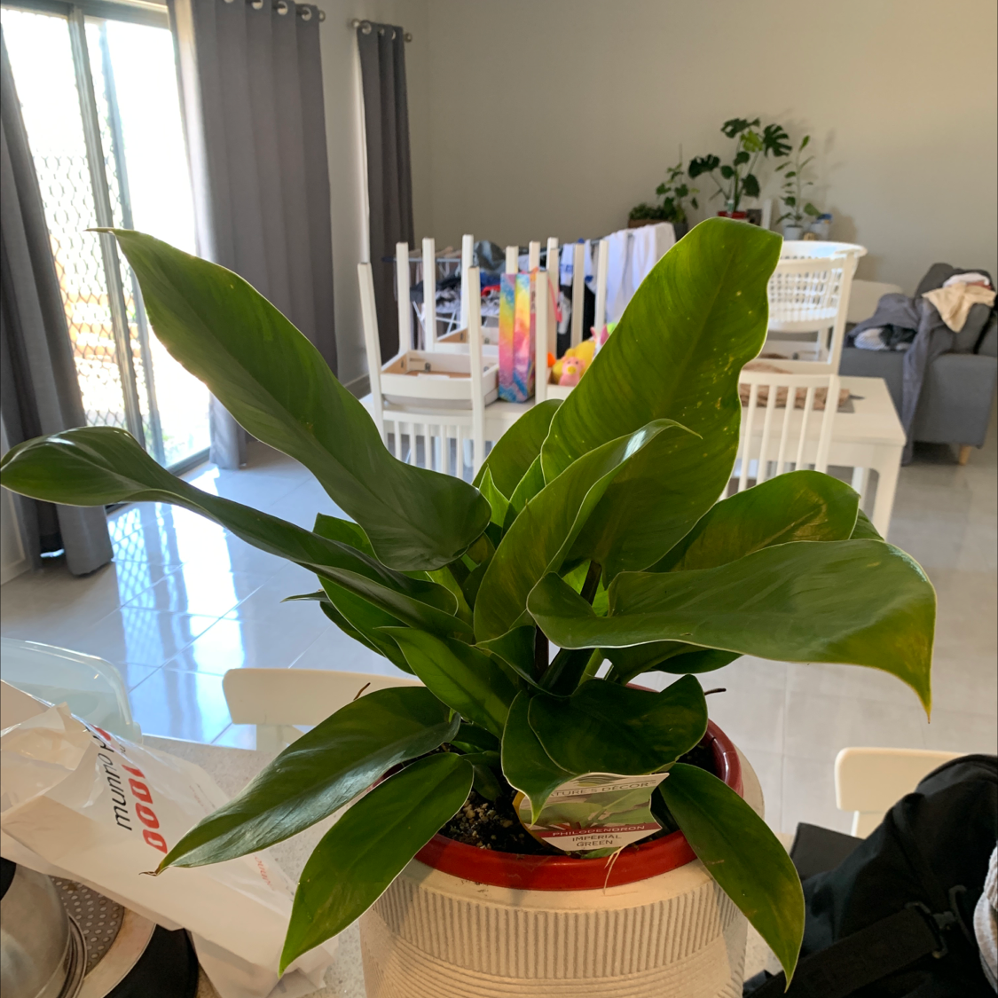 Philodendron 'Imperial Green' plant in a pot with vibrant green leaves, indoors.