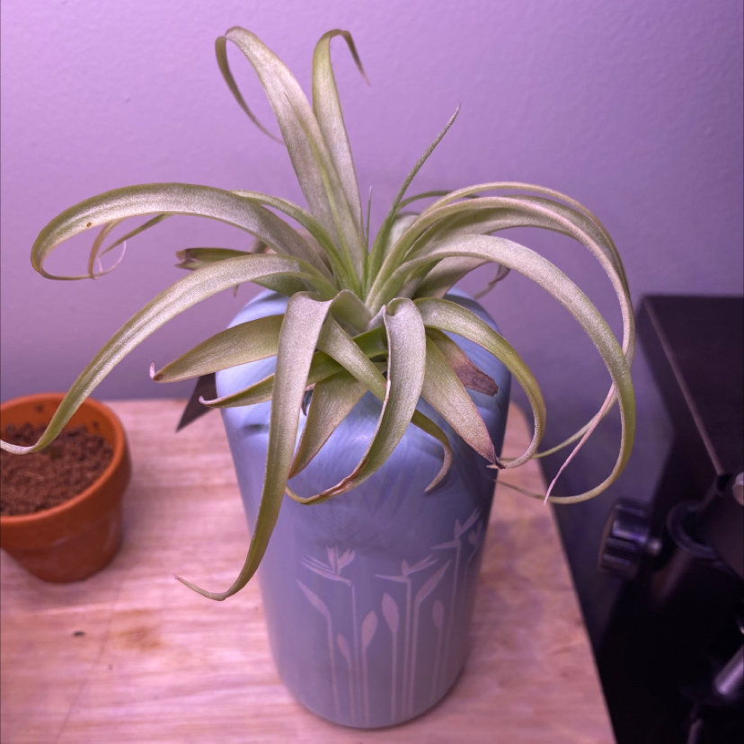 Photo of the plant species Brachycaulos Green Air Plant by @bunnie named grass on Greg, the plant care app