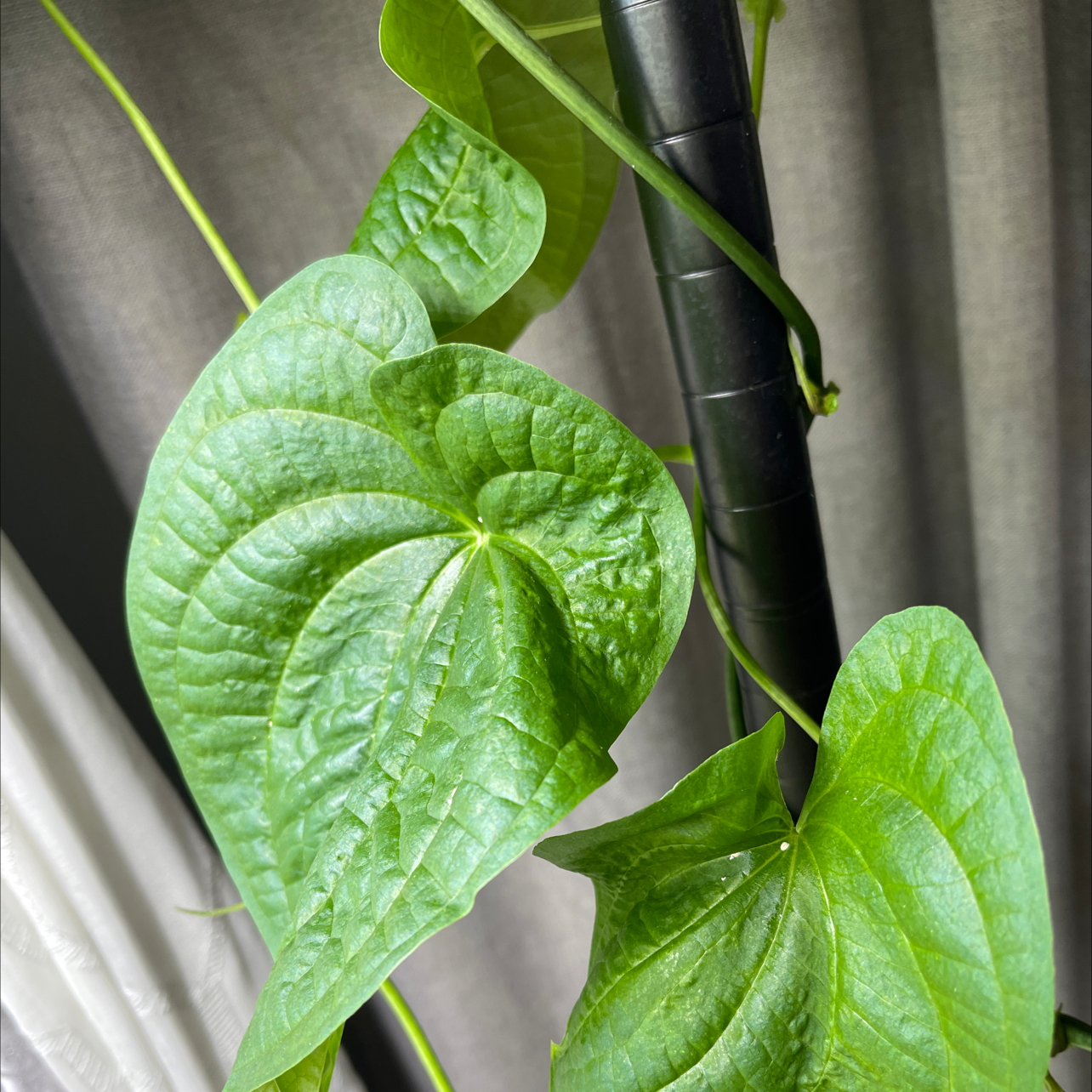 Plant care for Fandra Yam on Greg, the plant care app