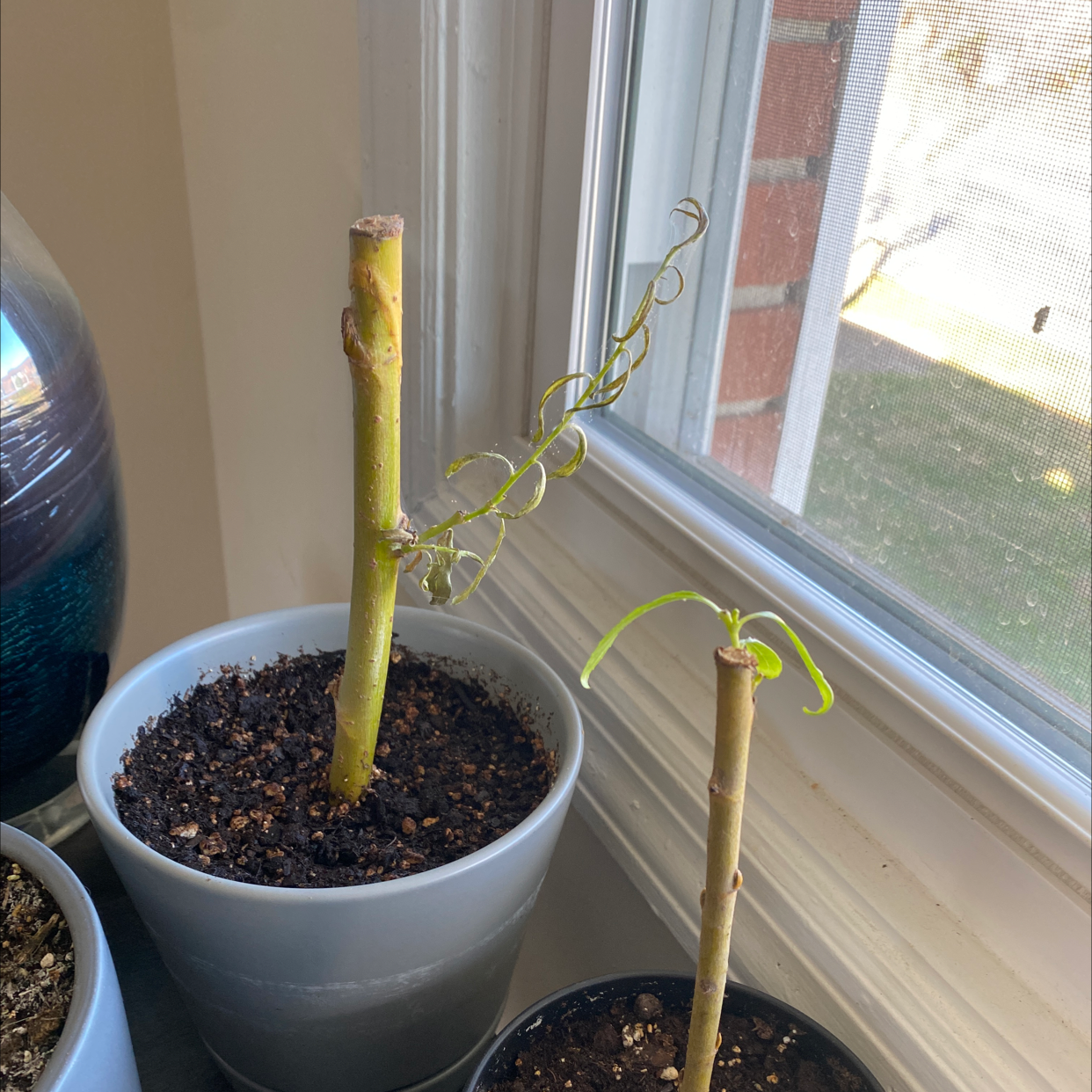 Two potted Corkscrew Willow plants on a windowsill with minimal foliage.