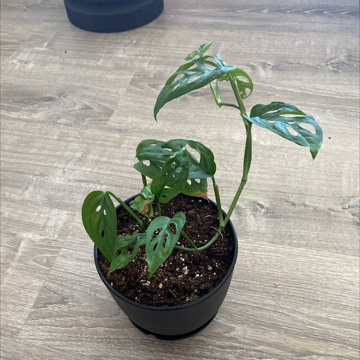 Monstera adansonii 'Laniata' plant in a pot with visible soil and healthy green leaves.