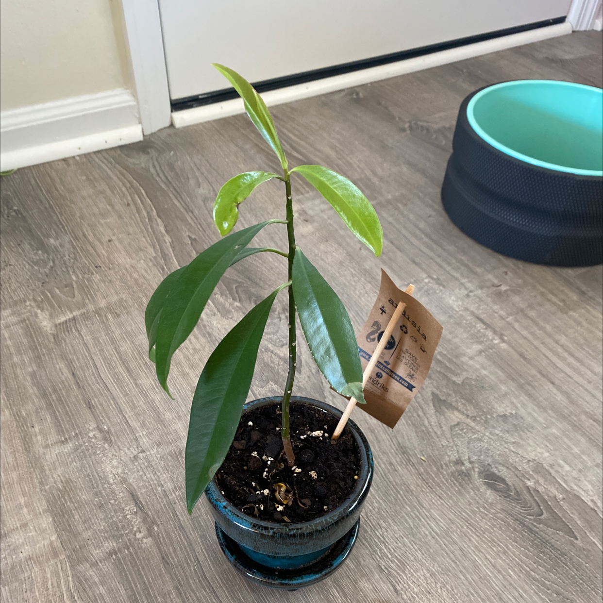 Potted Shoebutton plant with healthy green leaves and visible soil.