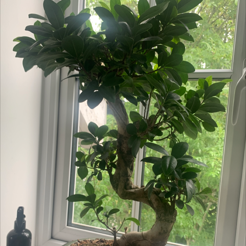 Photo of the plant species Fukien Tea Tree by David named Barry on Greg, the plant care app