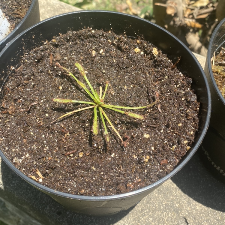 Cape Sundew plant photo by @Shoofly named Drosera Capensis on Greg, the plant care app.