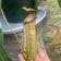 Calculate water needs of Nepenthes 'Miranda'