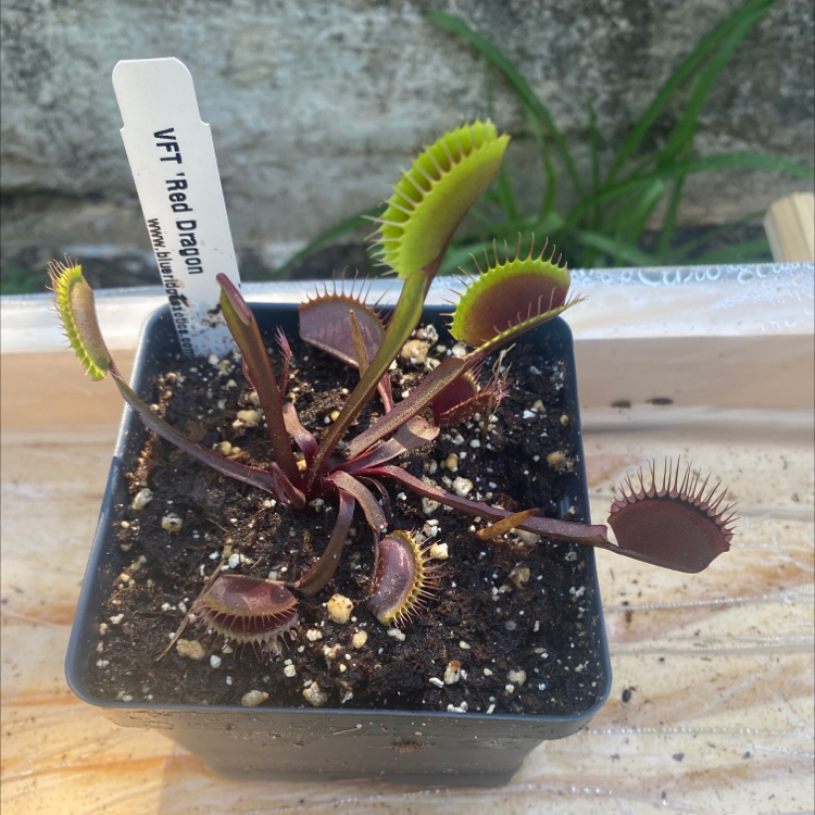 Red Piranha plant photo by @Shoofly named Red Dragon on Greg, the plant care app.