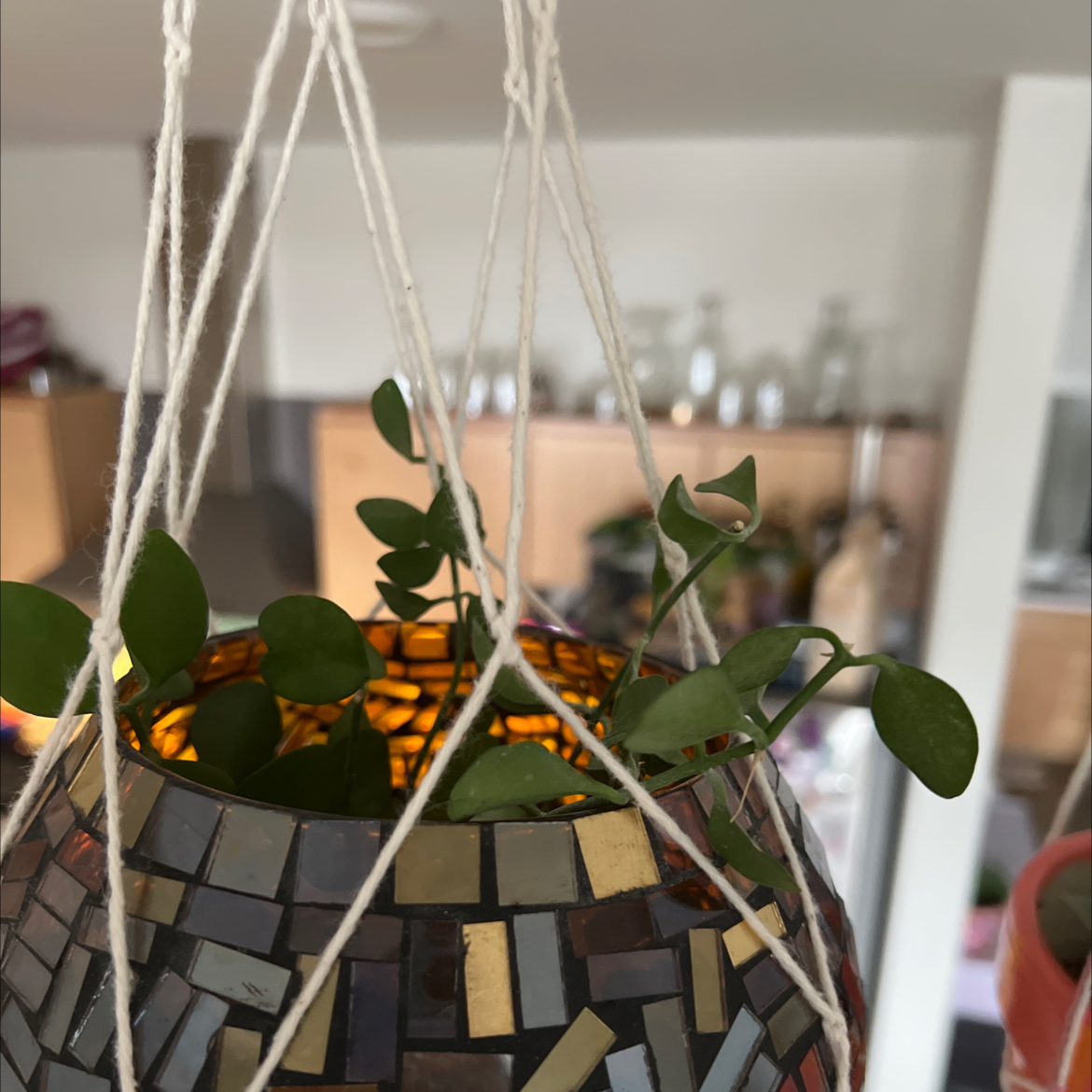 Dischidia oinatha plant in a hanging mosaic pot with green leaves.